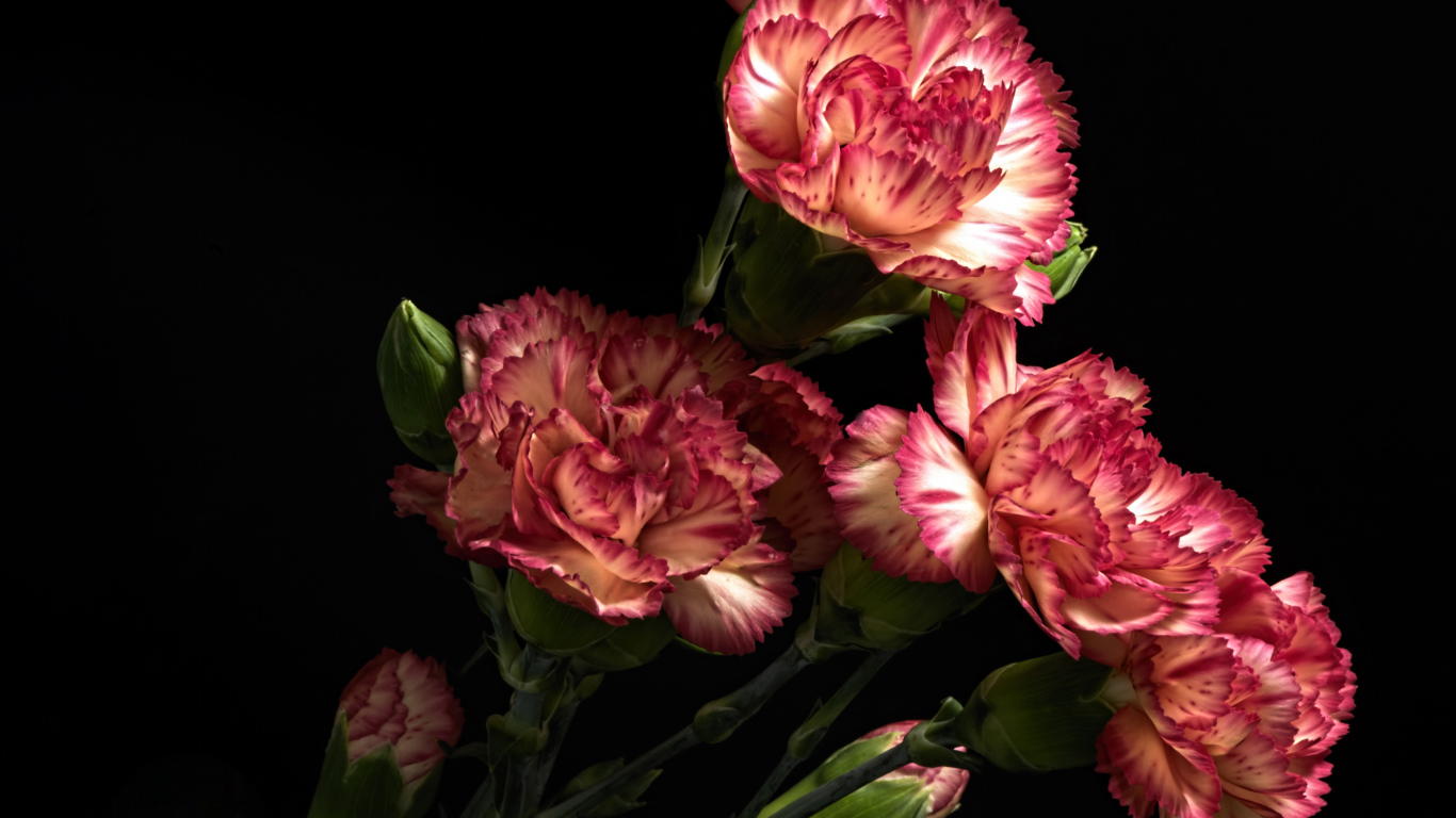 Красивые розовые гвоздики с бутонами на черном фоне