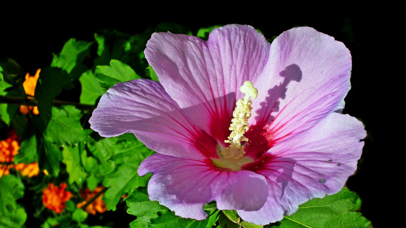 Красивый розовый цветок гибискуса с зелеными листьями