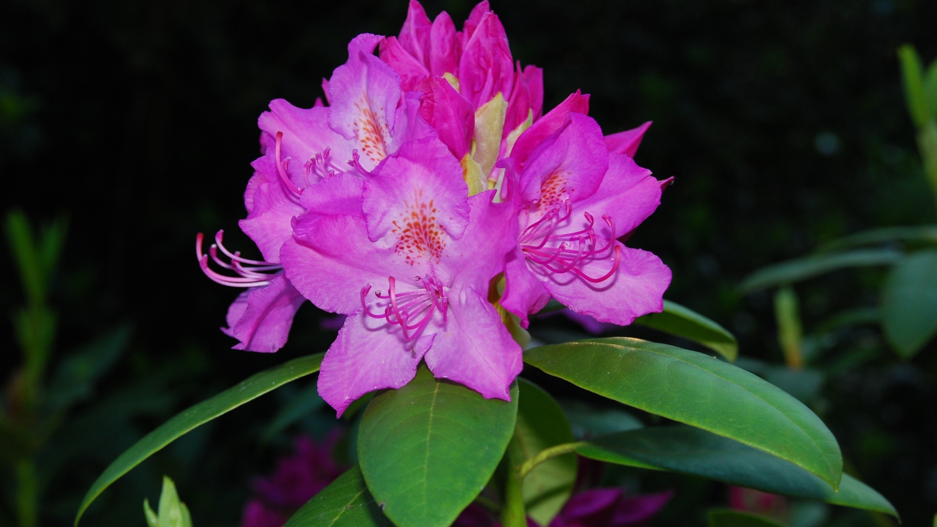 Красивый розовый цветок рододендрон крупным планом