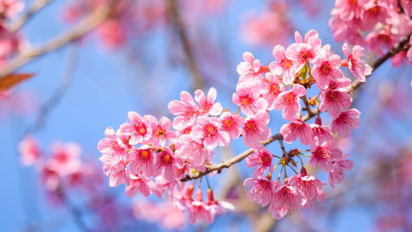 Красивые розовые весенние цветы на ветке дерева