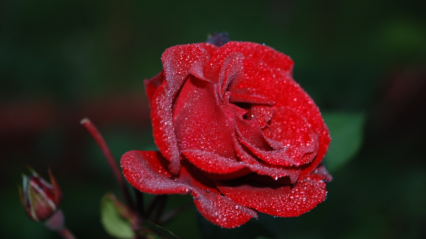 Красивая красная роза с бутонами в каплях росы