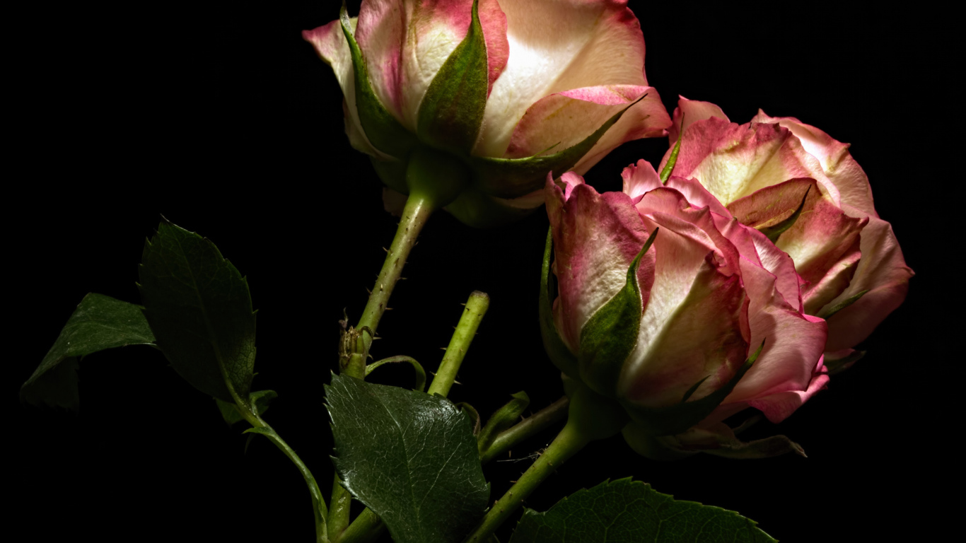 Красивые розы с бело-розовыми лепестками на черном фоне
