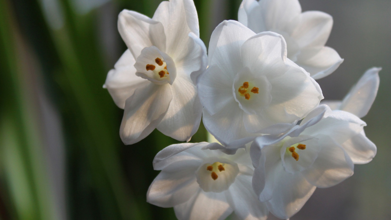 Красивые белые цветы амариллиса на ветке