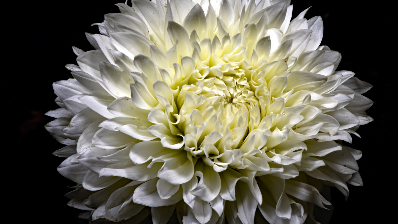 Красивая белая пушистая хризантема на черном фоне