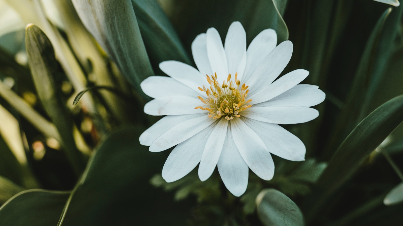 Красивый белый цветок остеоспермум с зелеными листьями