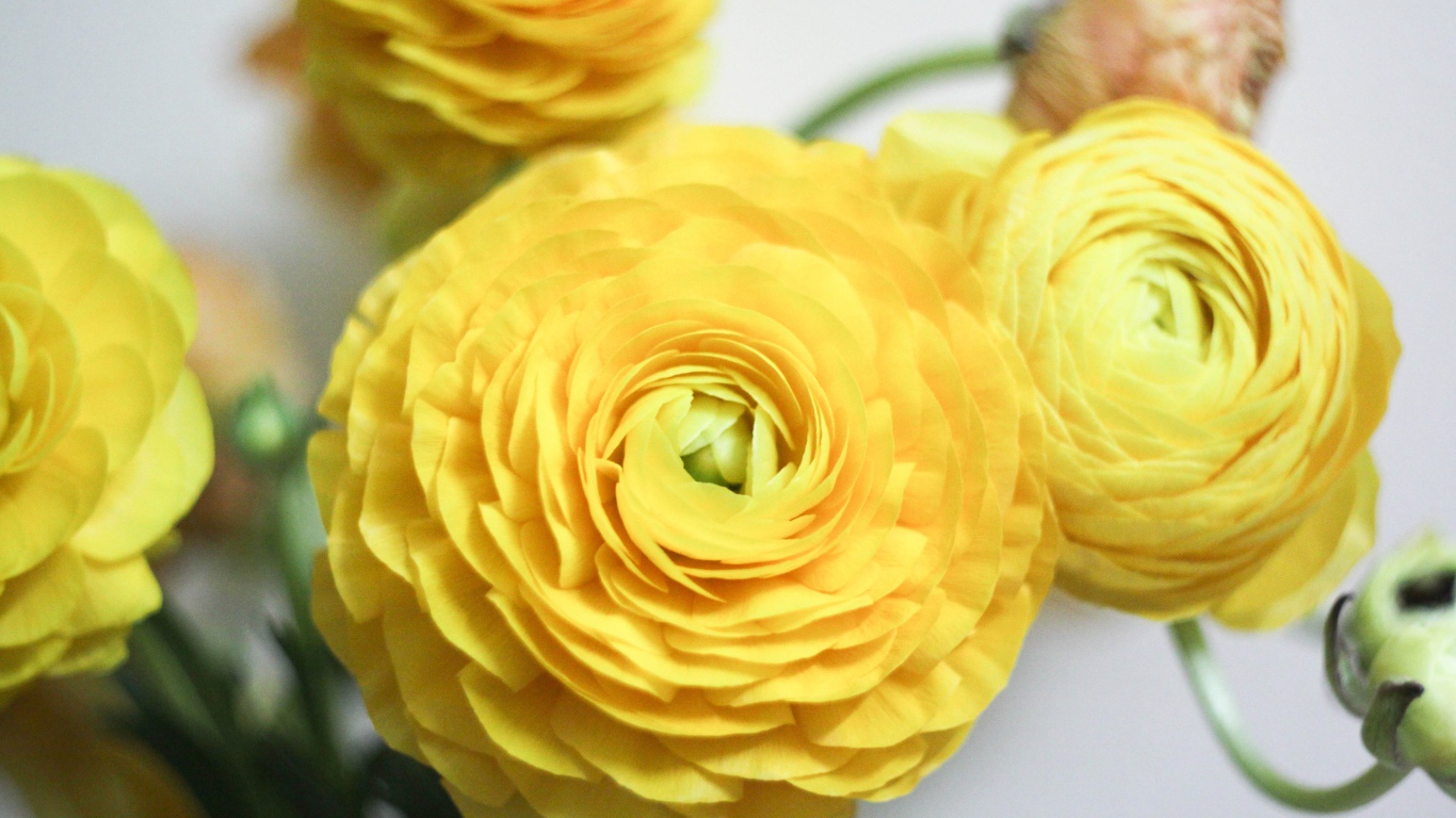 Красивые желтые цветы лютика крупным планом