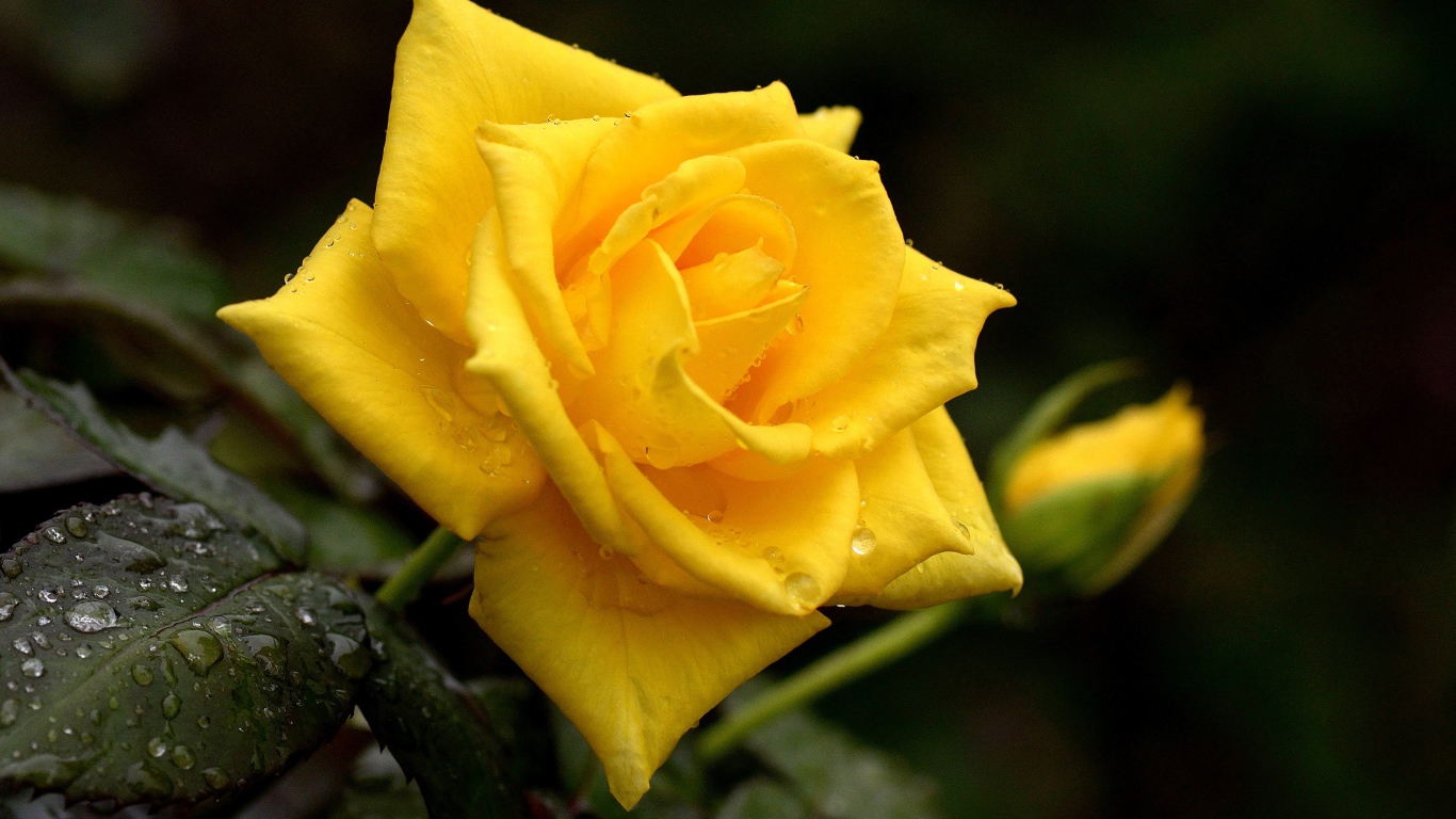 Красивая желтая роза с бутоном в каплях росы крупным планом