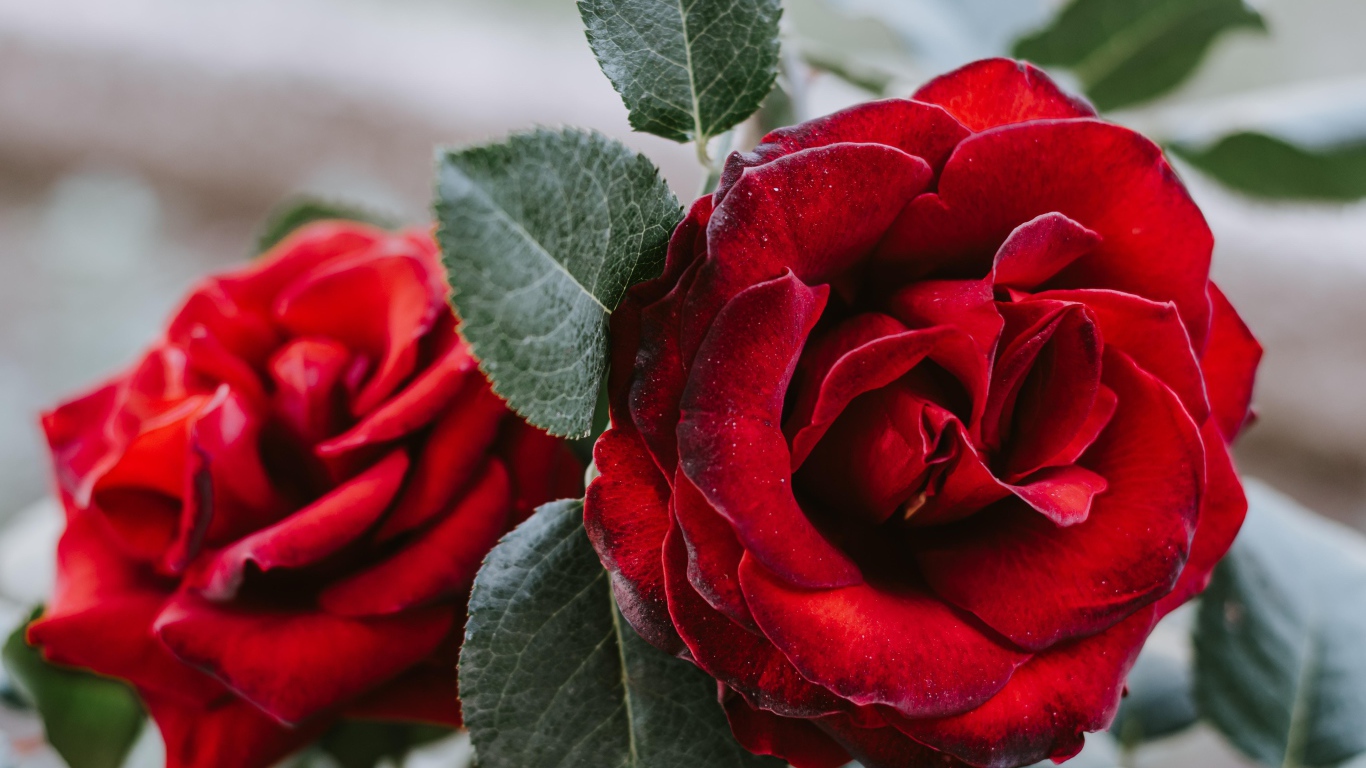 Большая алая роза с зелеными лепестками крупным планом