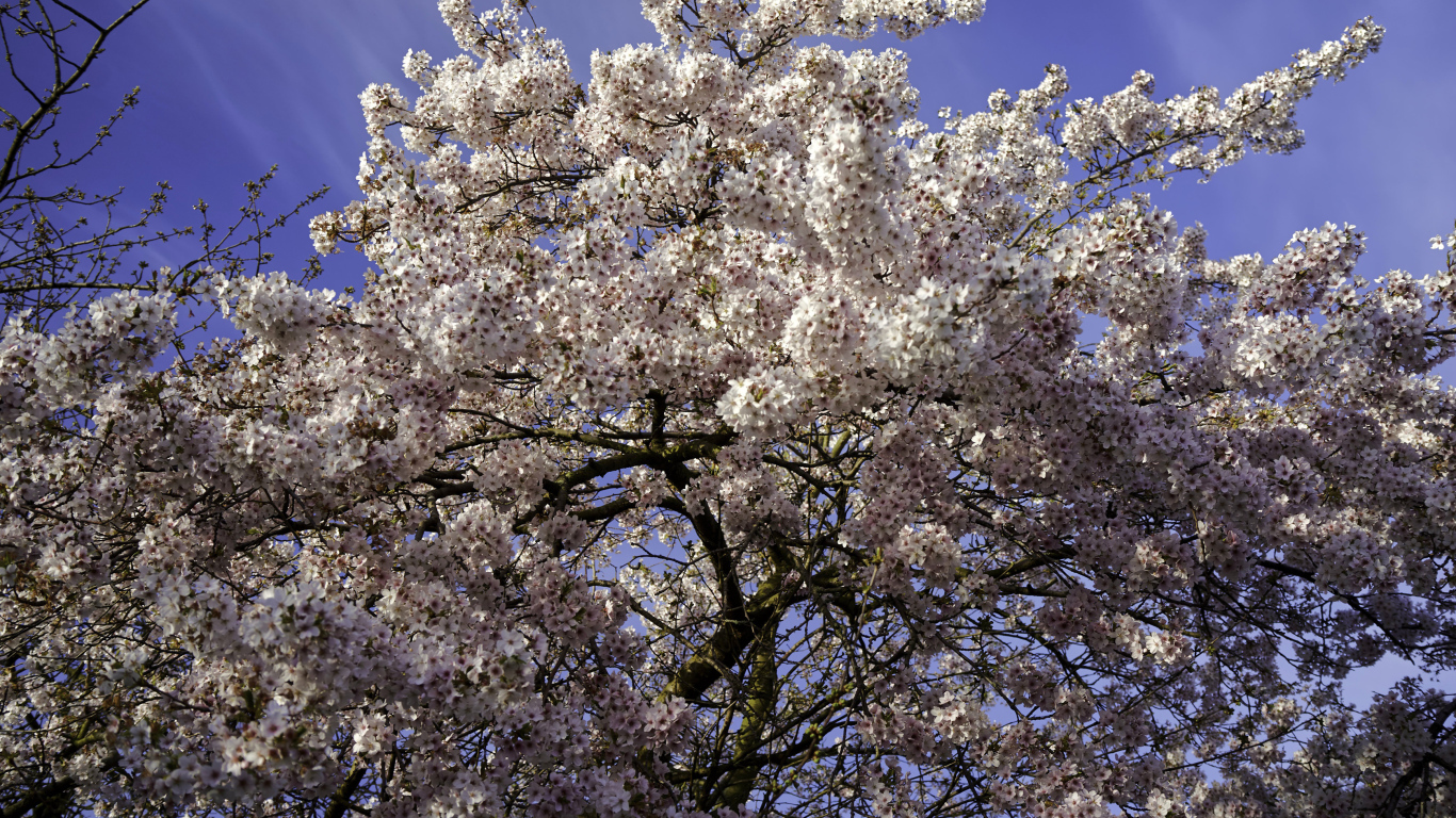 Большое дерево в розовыми цветами на фоне голубого неба 