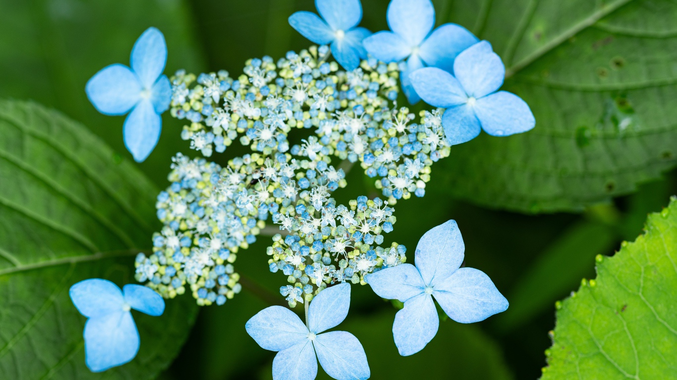 Распускающиеся цветы голубой гортензии в зеленых листьях 