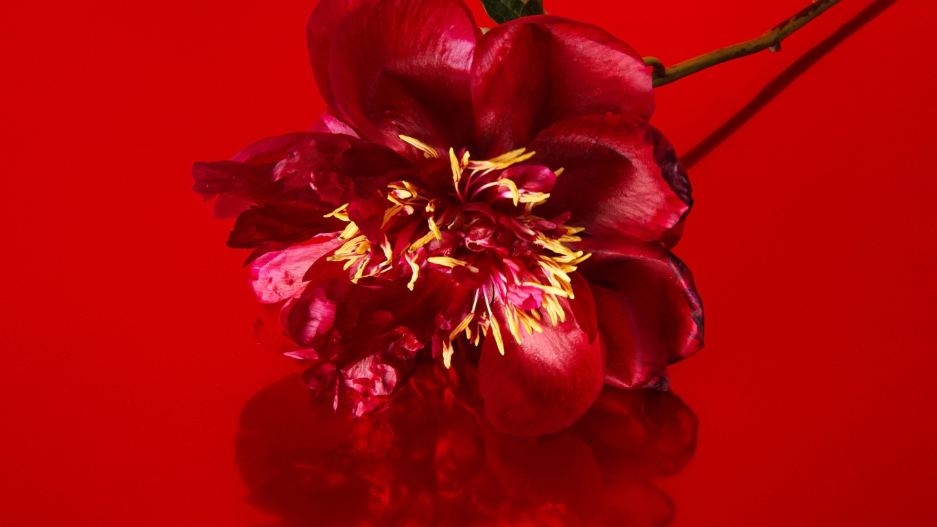 Цветок распустившегося пиона на красном фоне