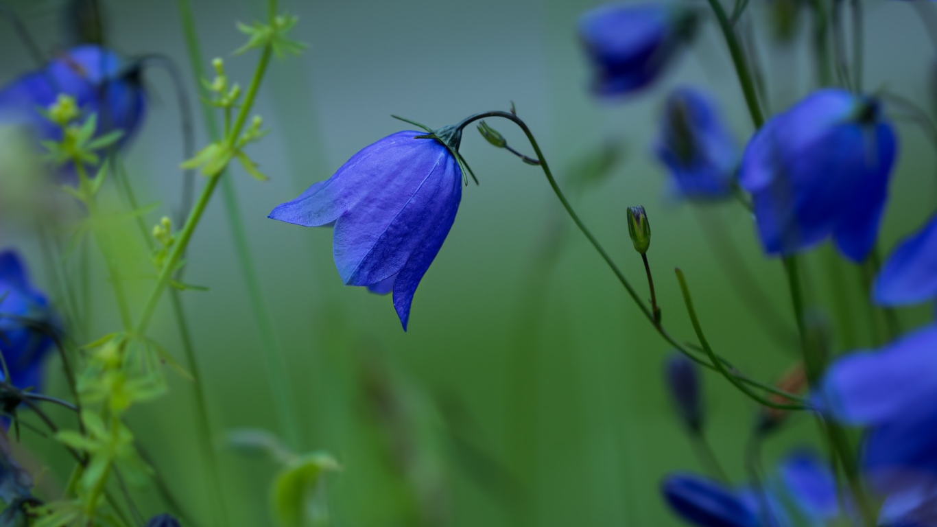 Синие цветы колокольчика крупным планом