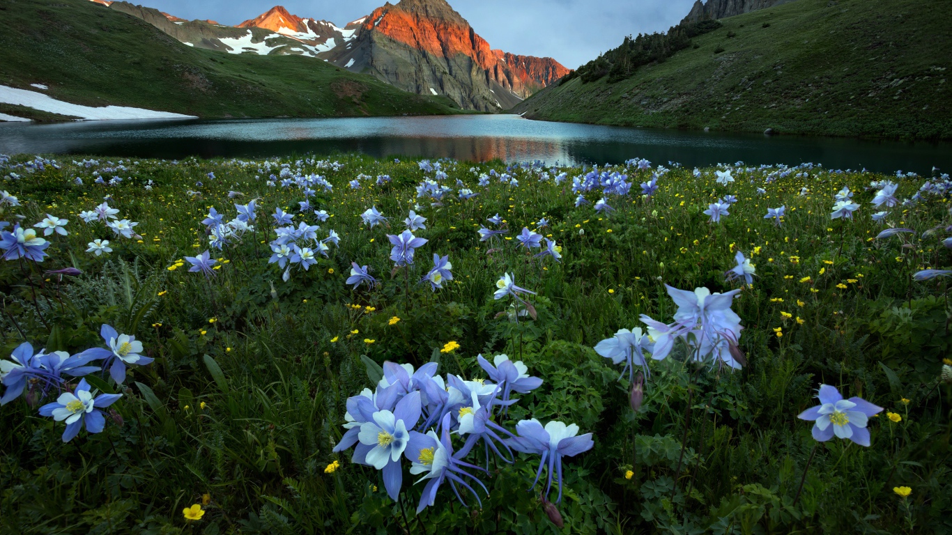 Голубые цветы водосбора в горах у реки