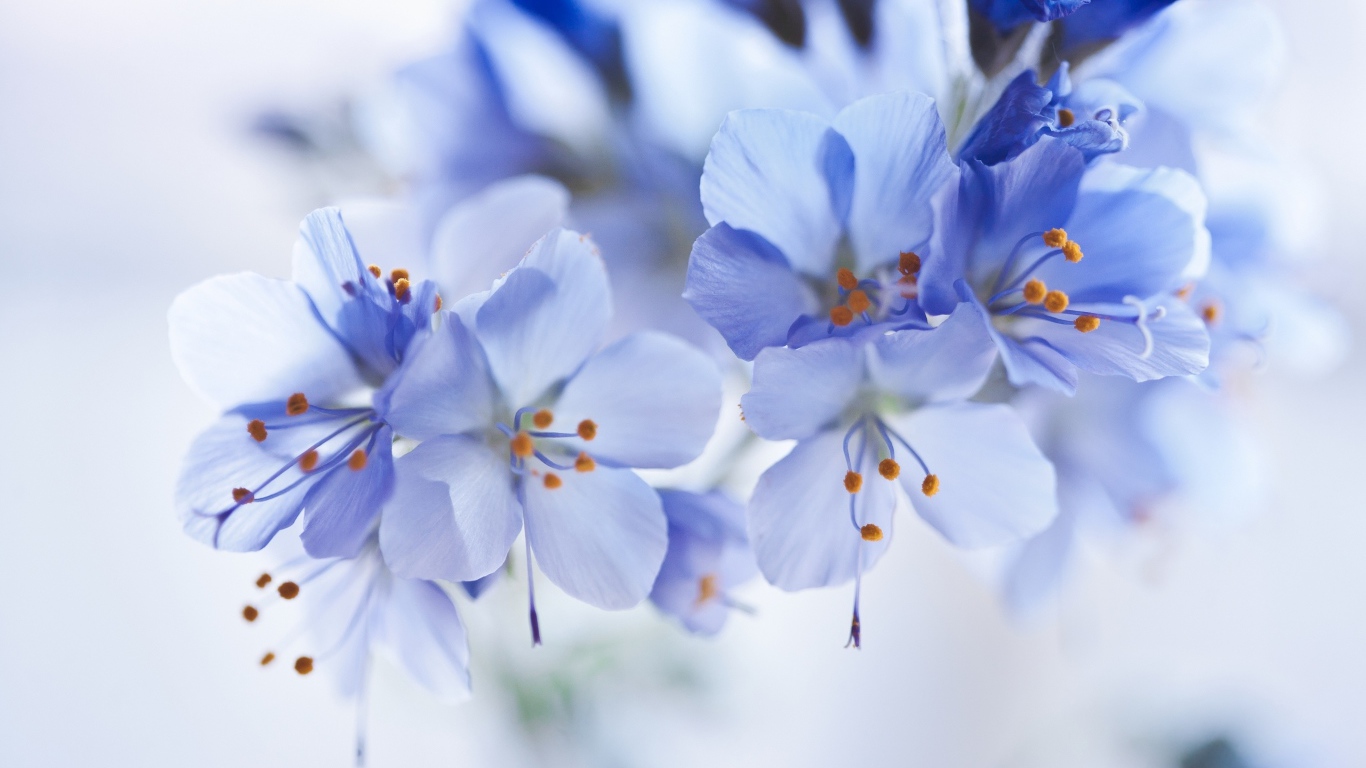 Синие цветы на ветке крупным планом