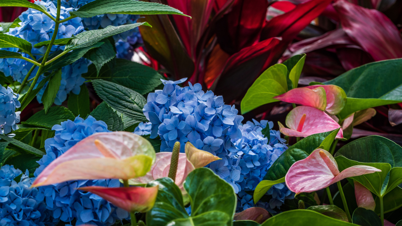 Голубые цветы гортензии с цветами антуриум на клумбе 