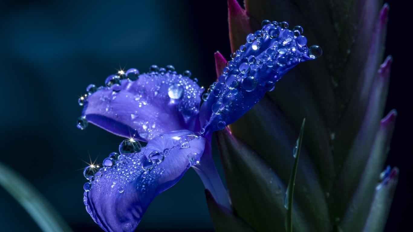 Синий цветок ириса в каплях росы 