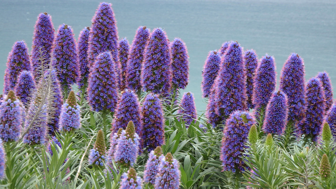 Синие полевые цветы синяк