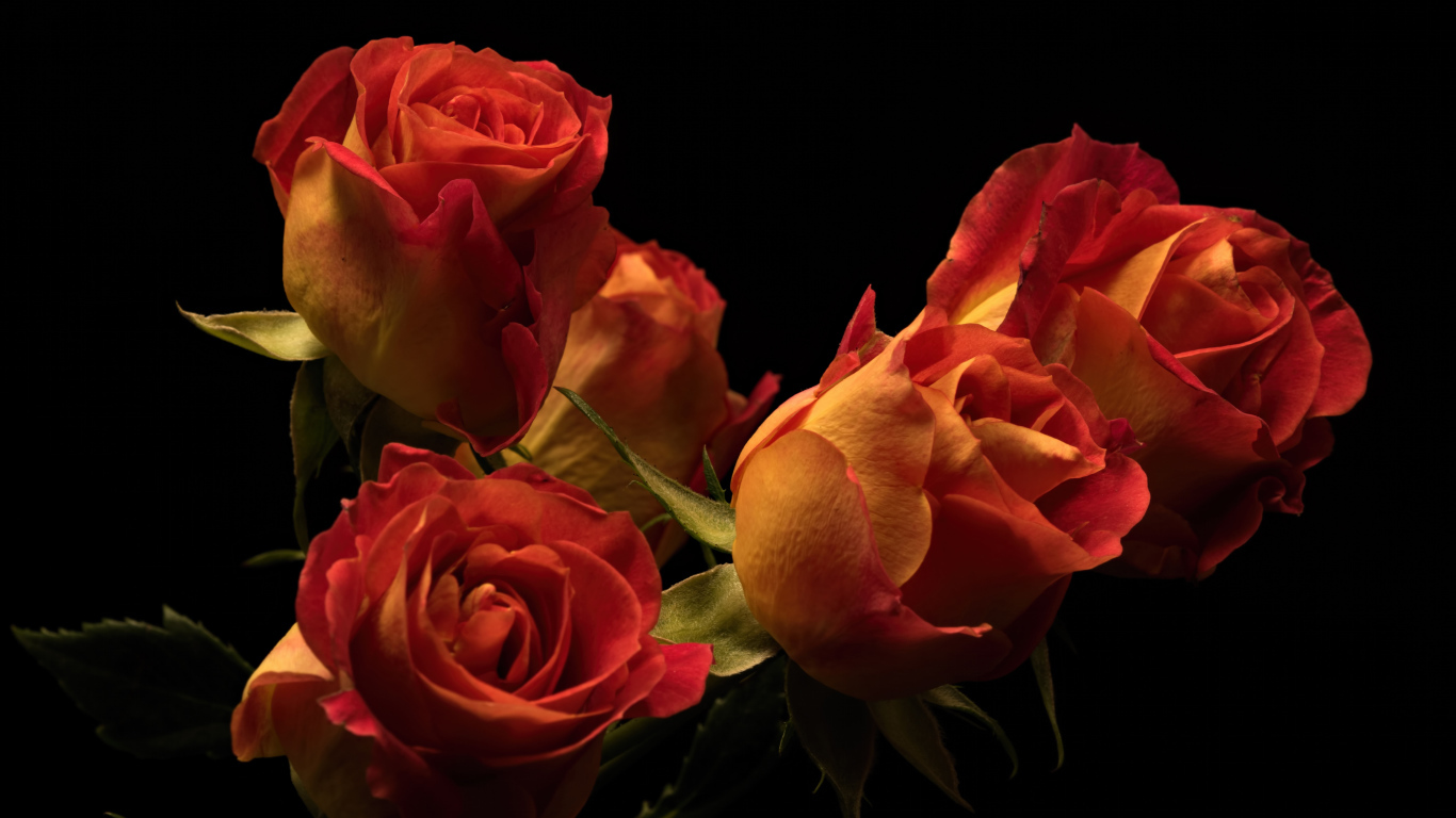 Букет красивых оранжевых роз на черном фоне