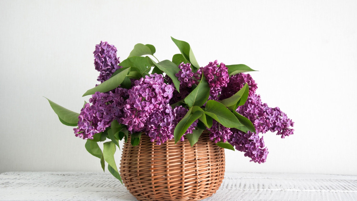Букет свежей сирени в корзине на фоне белой стены