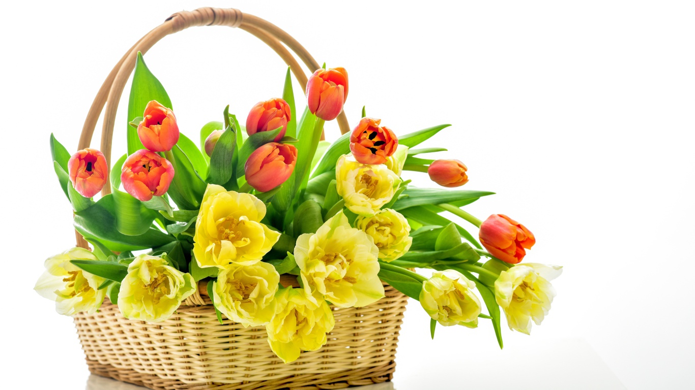 Букет оранжевых и желтых тюльпанов в корзине на белом фоне