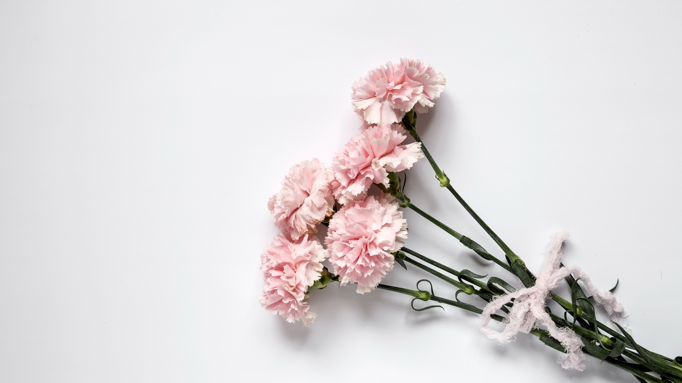 Букет розовых гвоздик с бантом на сером фоне 