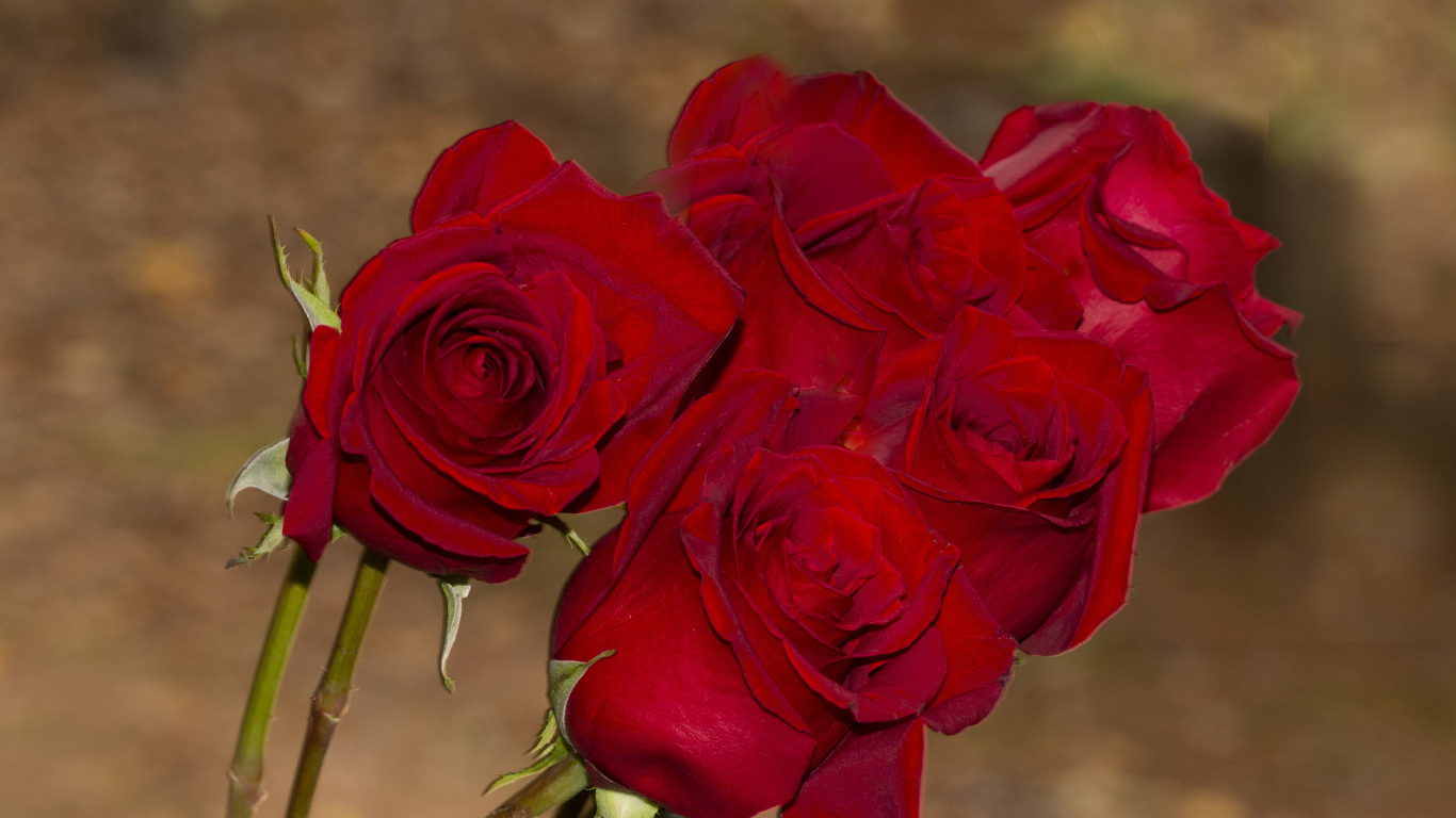 Букет алых роз крупным планом