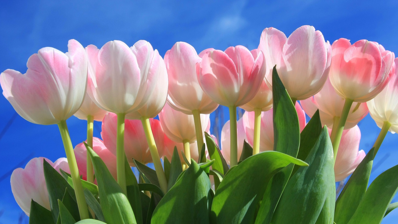 Букет нежных розовых тюльпанов на фоне голубого неба 