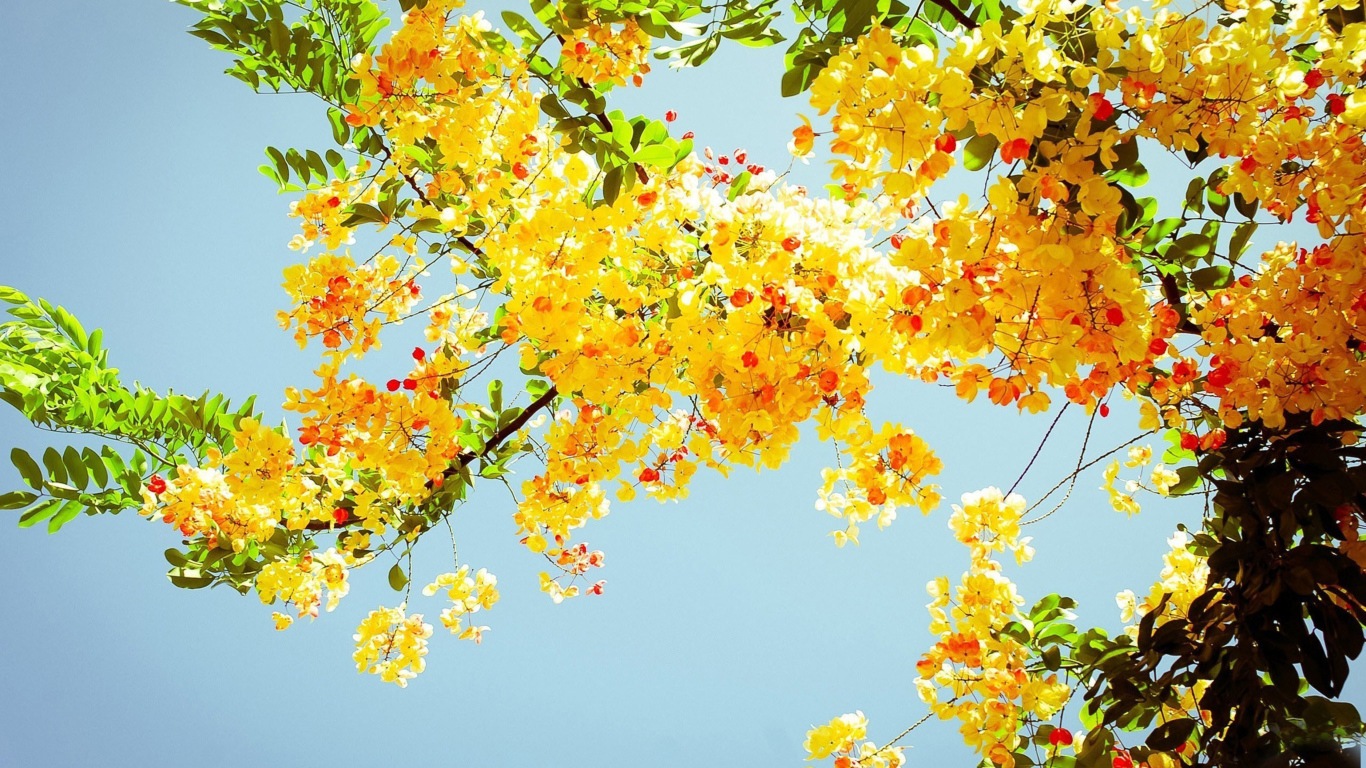 Ветка желтой акации с зелеными листьями на фоне голубого неба