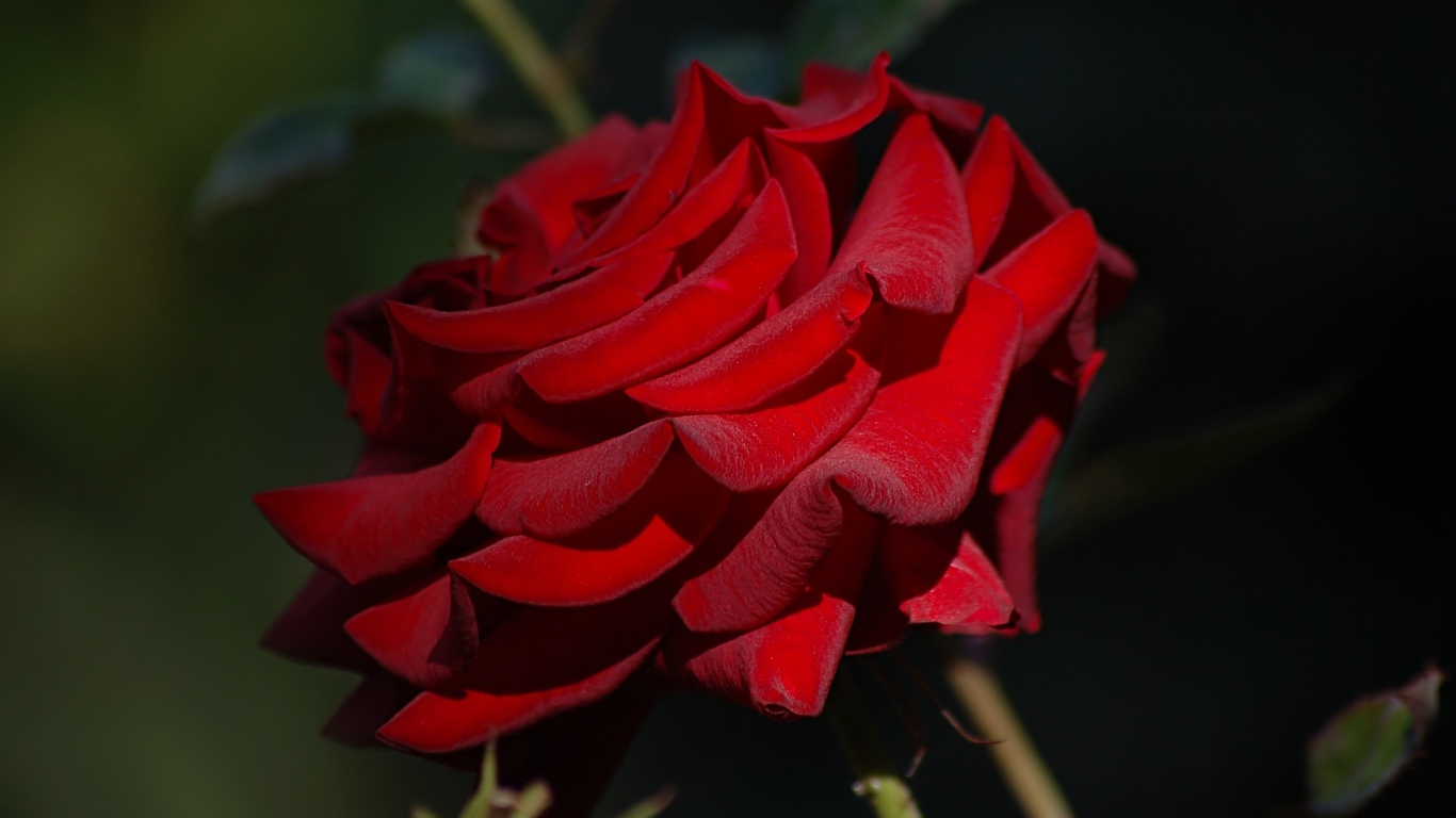 Яркая бордовая роза крупным планом