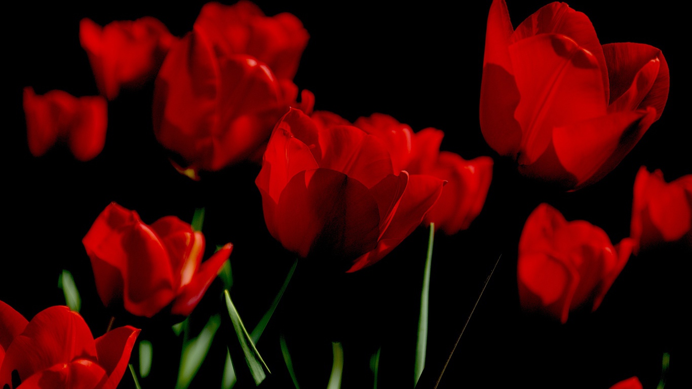 Яркие алые весенние тюльпаны на черном фоне