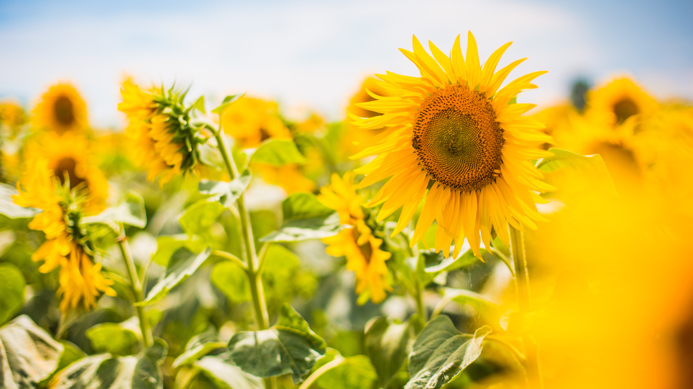 Яркие солнечные подсолнухи на поле летом 