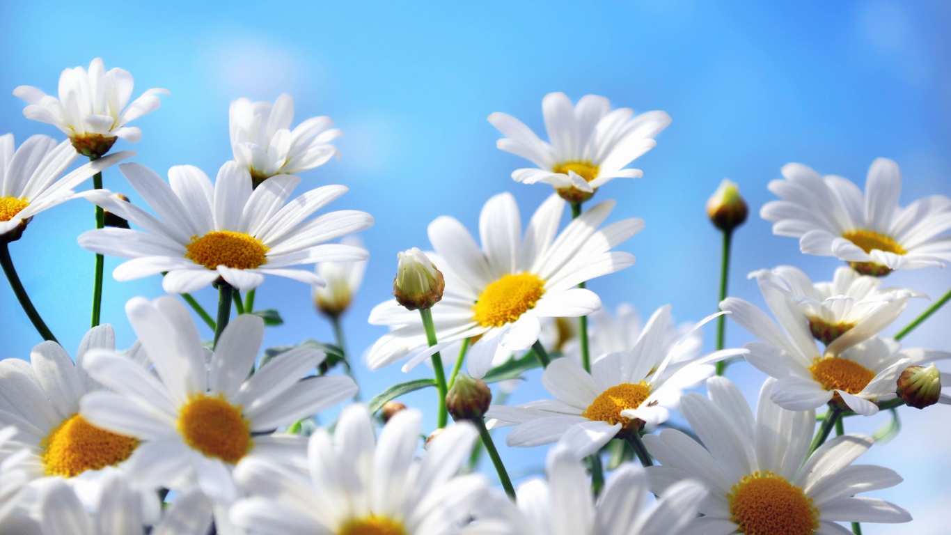Яркие белые ромашки на фоне голубого неба