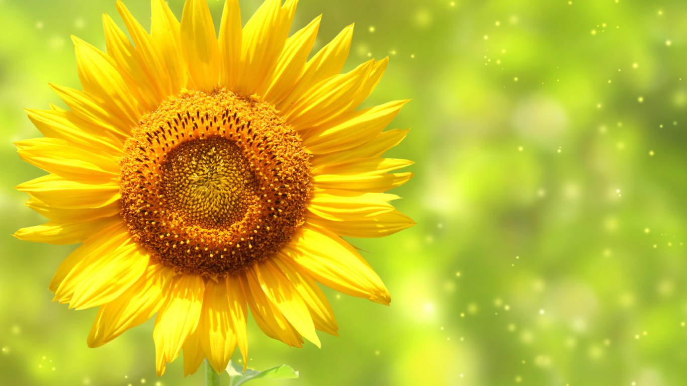 Яркий желтый цветок подсолнуха крупным планом