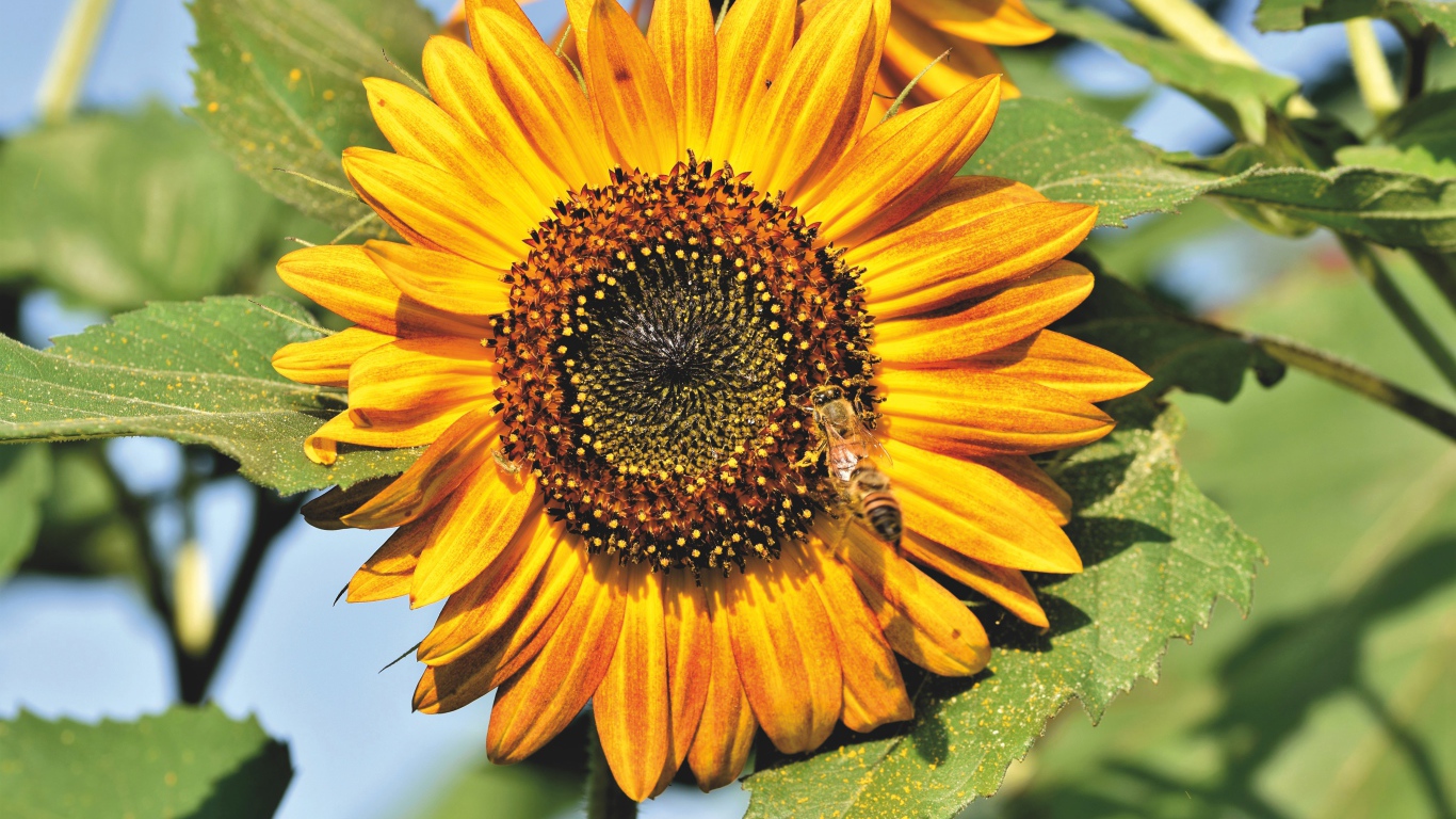 Яркий желтый подсолнух с зелеными листьями в лучах солнца