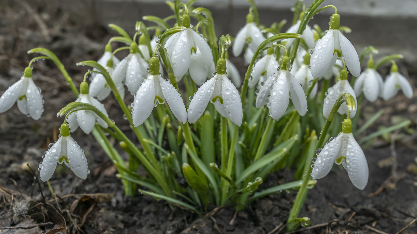 Куст белых подснежников в каплях дождя 