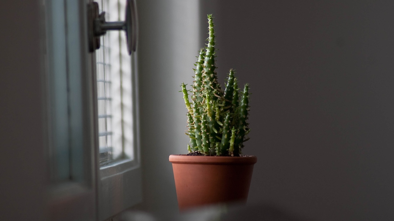 Кактус в горшке у окна 