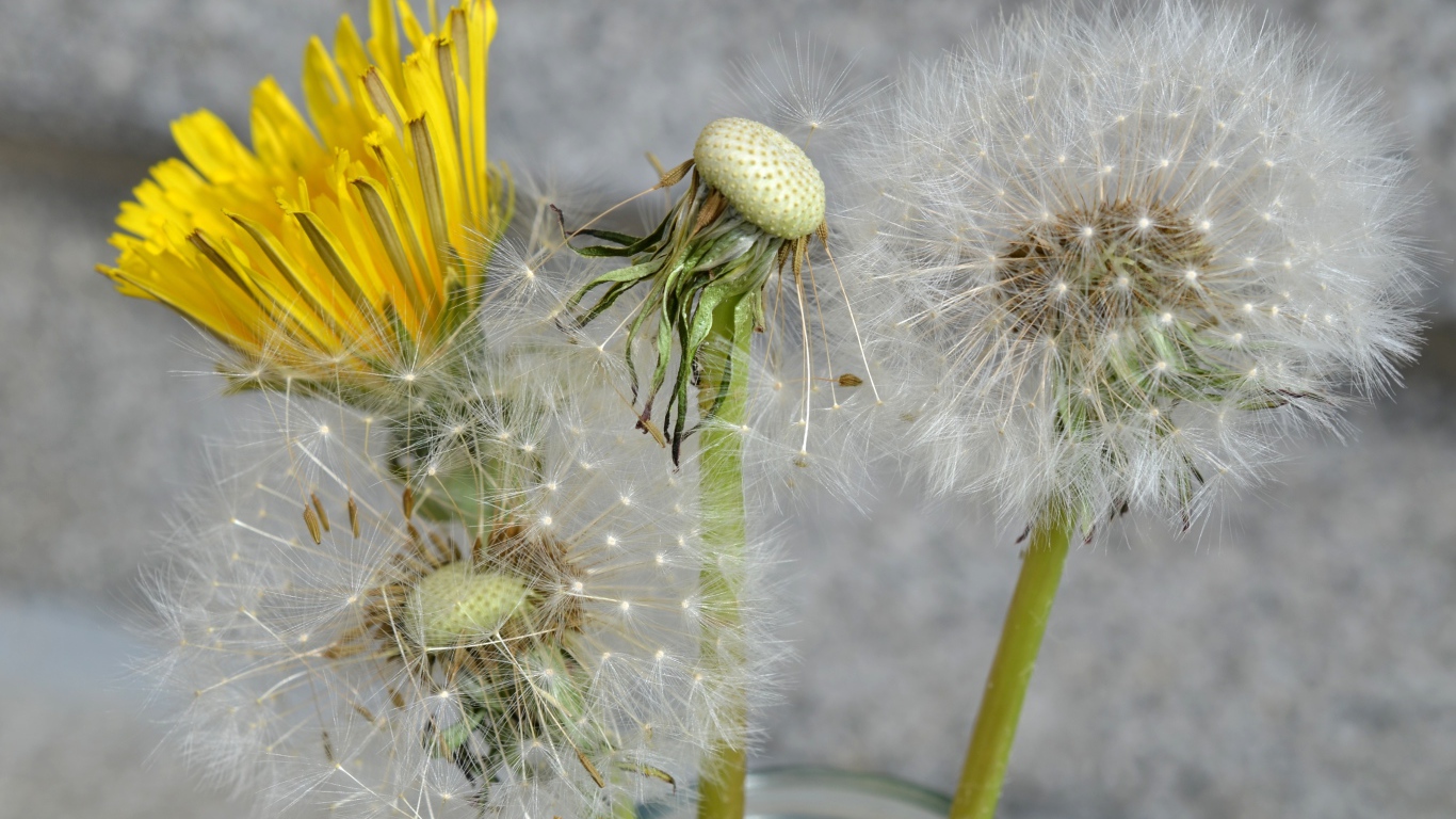 Цветы одуванчика в стеклянной банке 