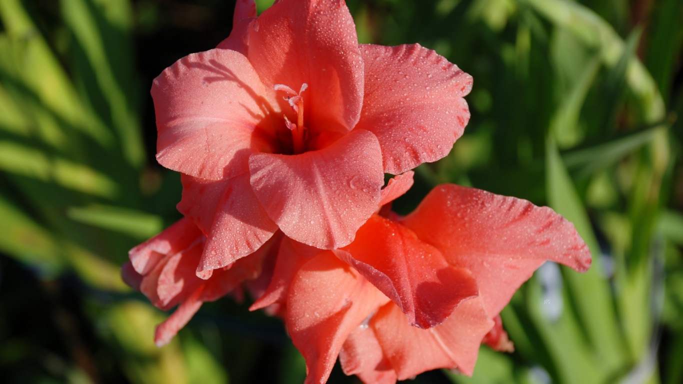 Нежные цветы гладиолуса в каплях росы