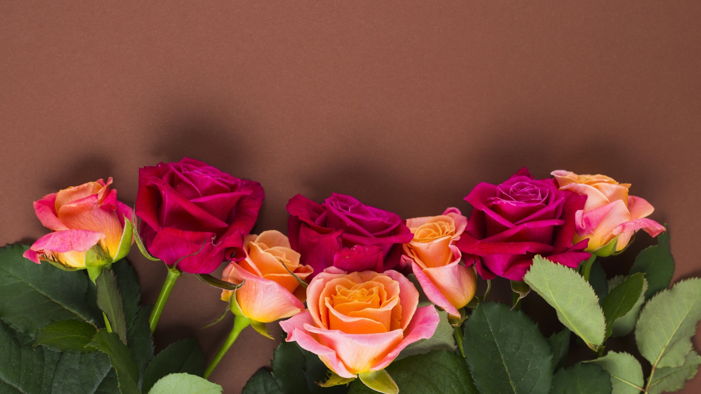 Нежные разноцветные розы на коричневом фоне