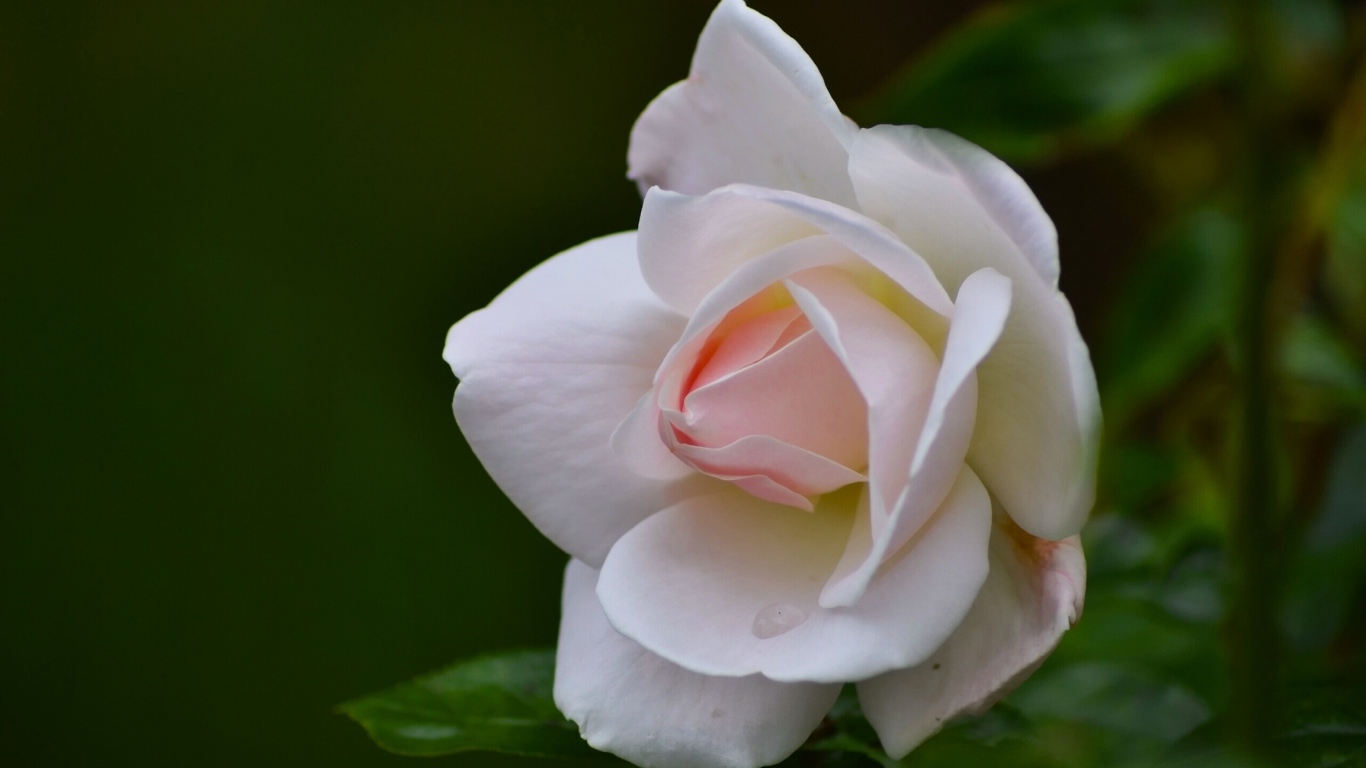 Нежные лепестки розовой розы крупным планом 