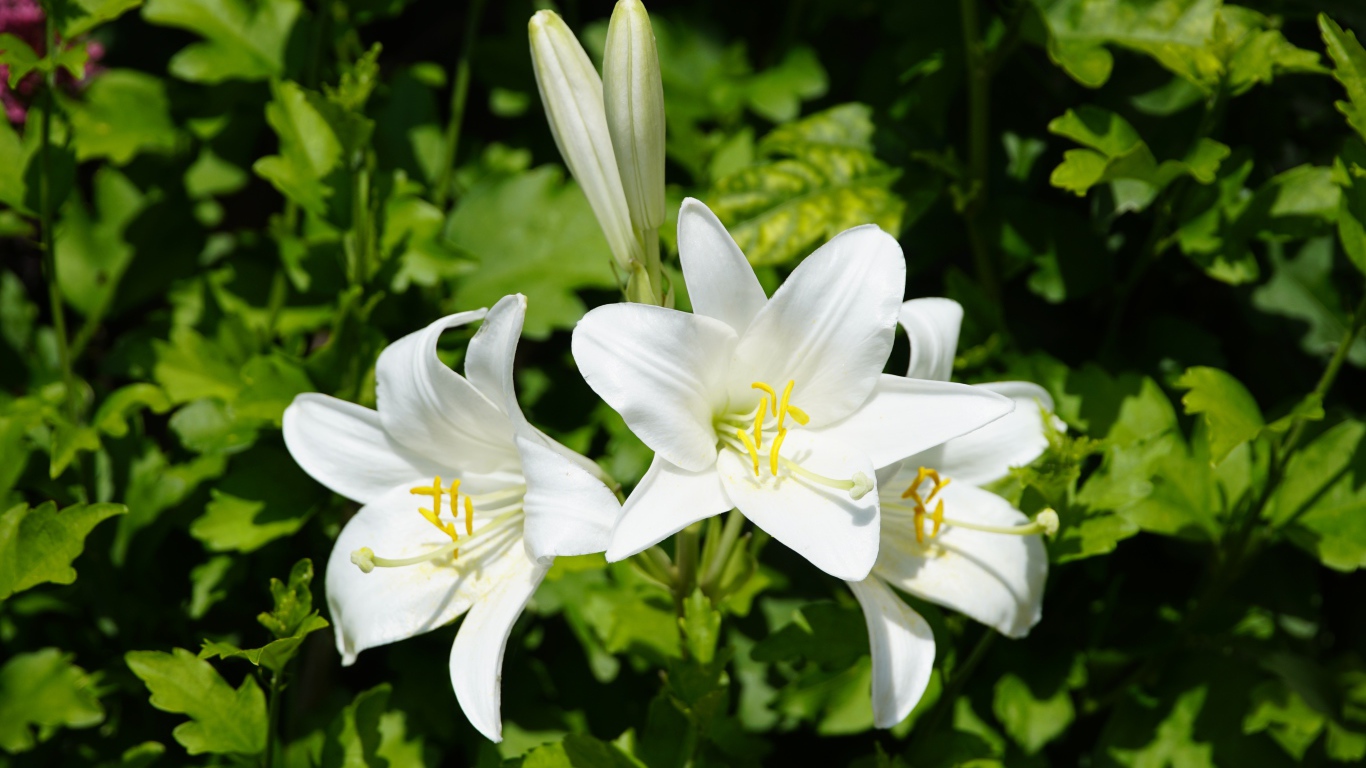 Нежные белые лилии с бутонами на клумбе 