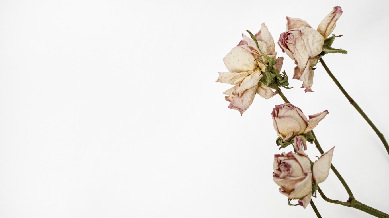 Засохшие розовые розы на белом фоне