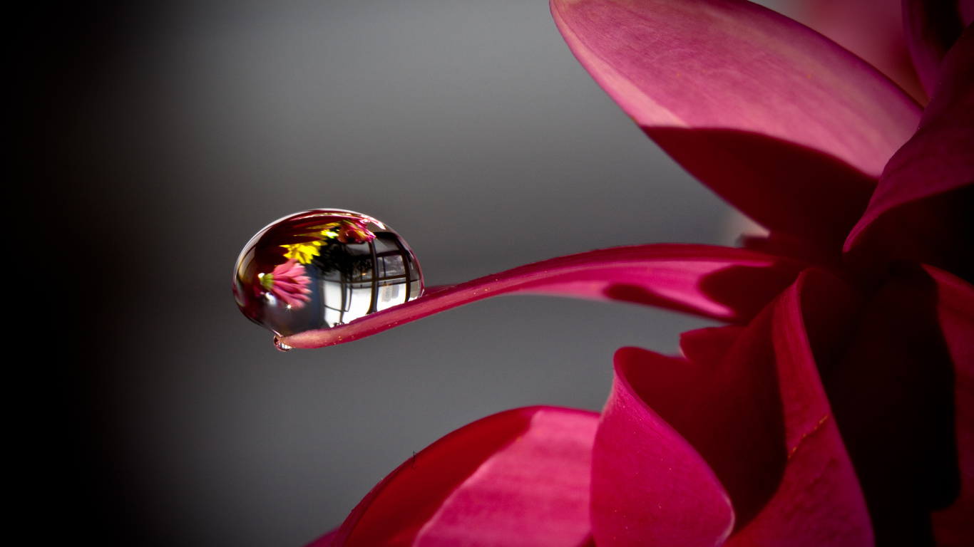 Капля росы на лепестке красного цветка 