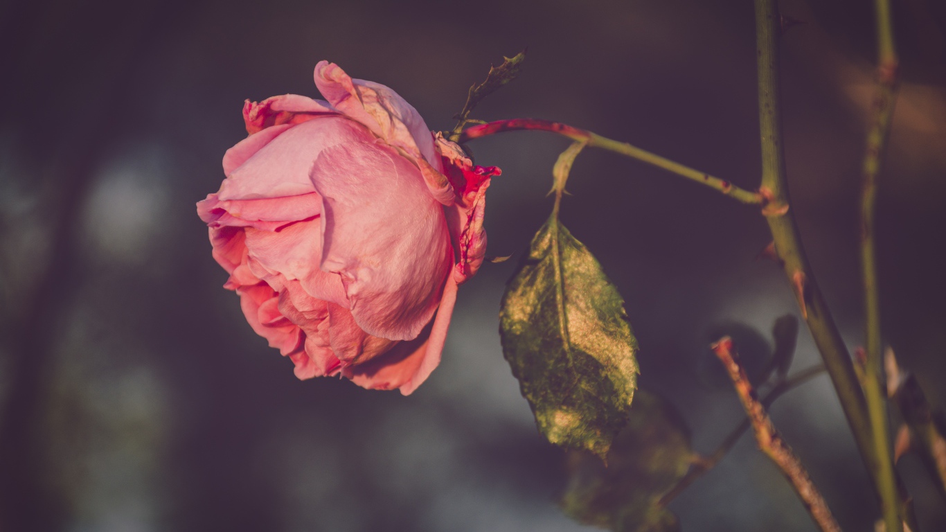Сухая розовая роза на ветке 