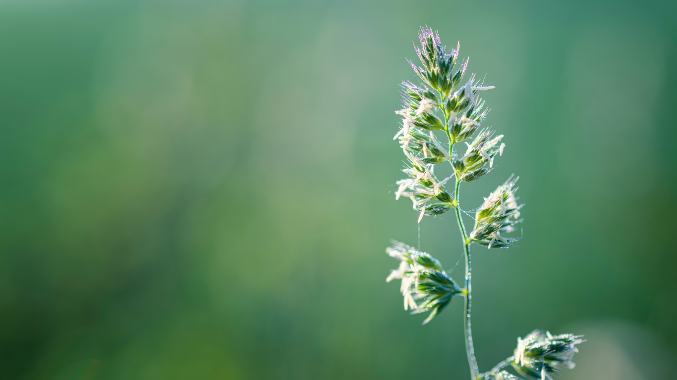 Полевое растение на зеленом фоне