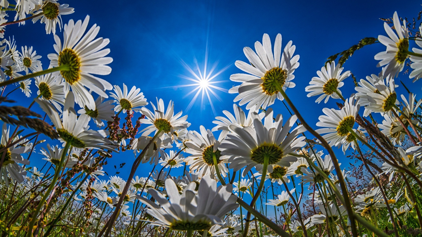 Поле с белыми летними ромашками в лучах яркого солнца