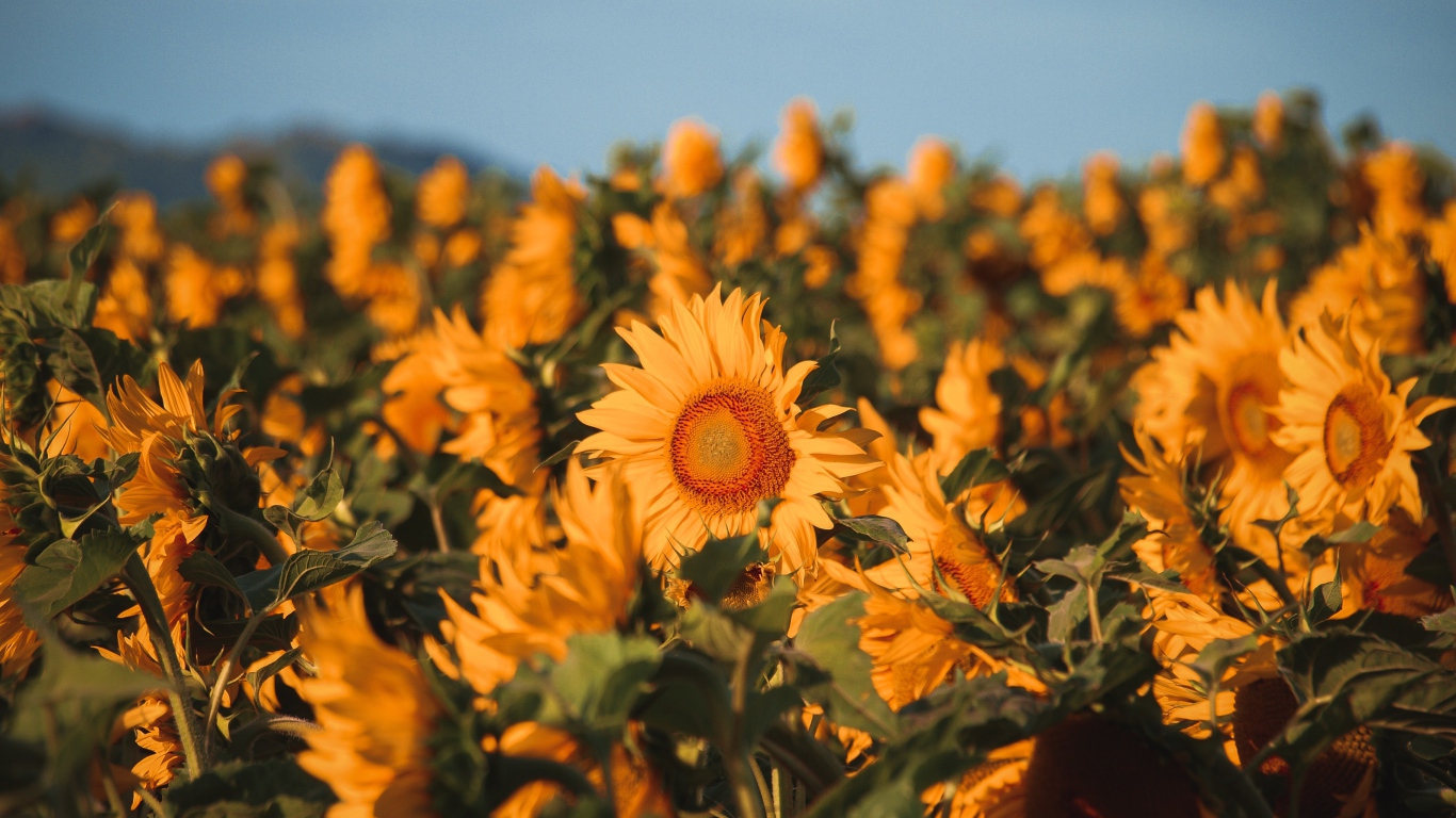 Поле с желтыми цветущими подсолнухами 
