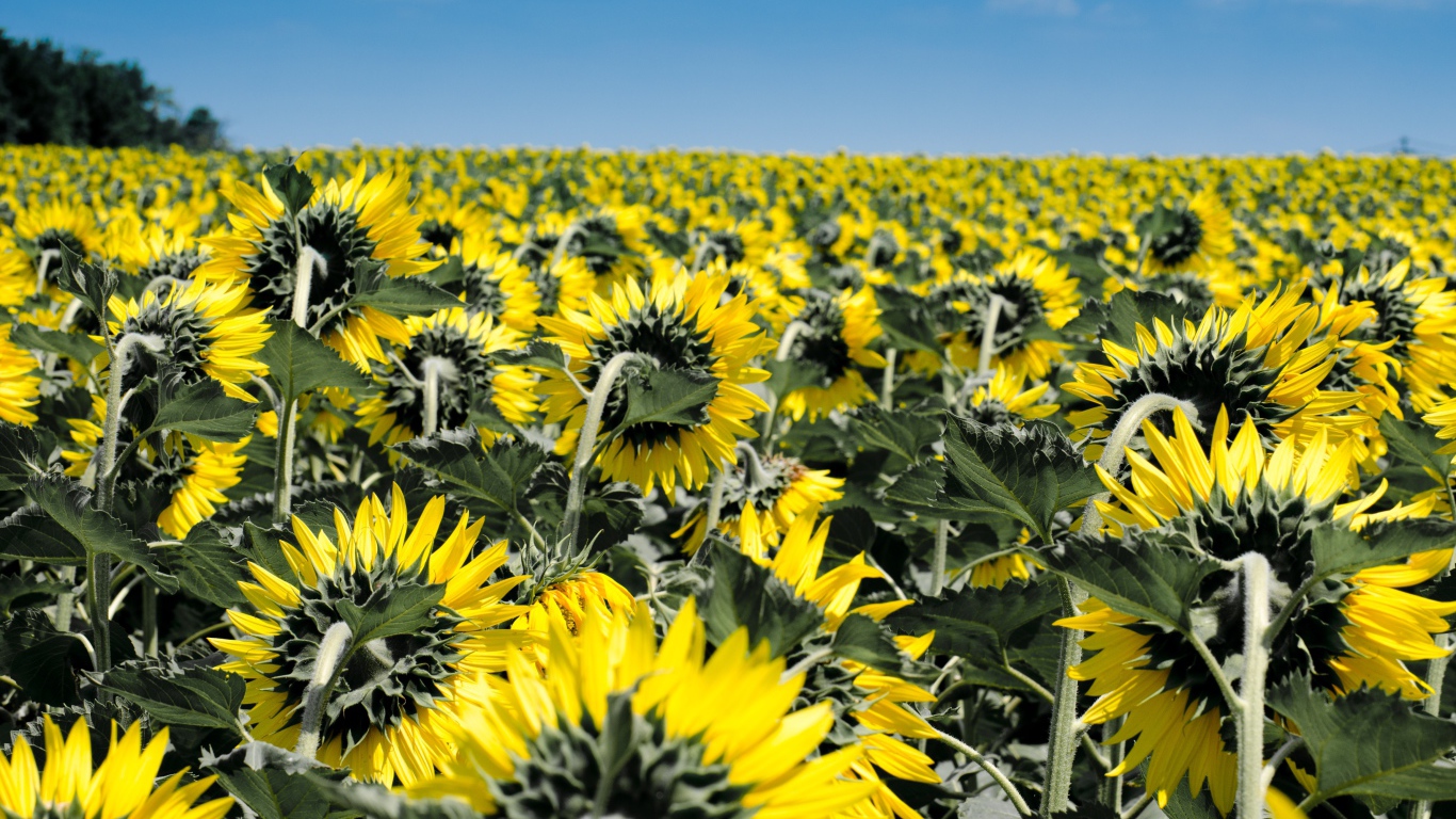 Поле с желтыми подсолнухами под голубым небом