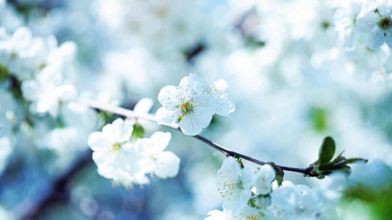 Цветущая ветка вишни в лучах солнца