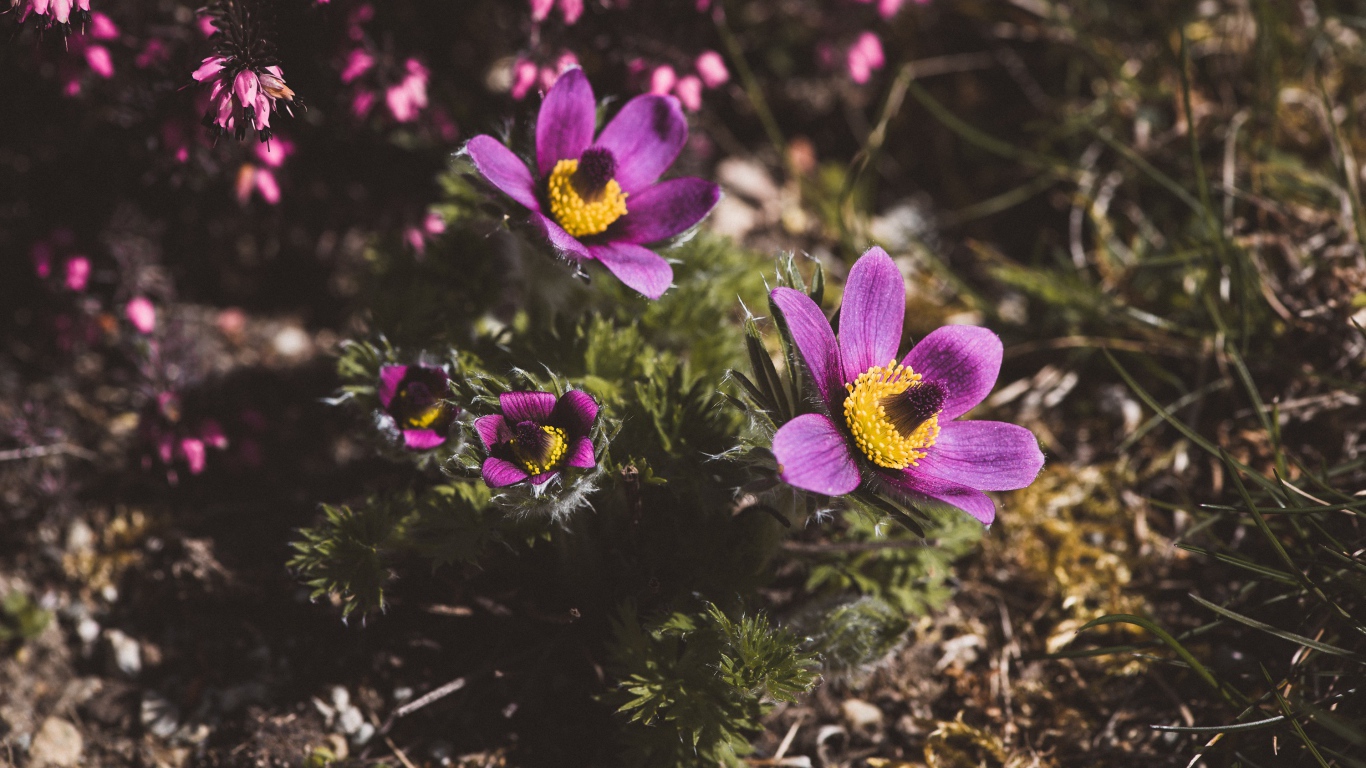 Цветы прострел луговой на поле  